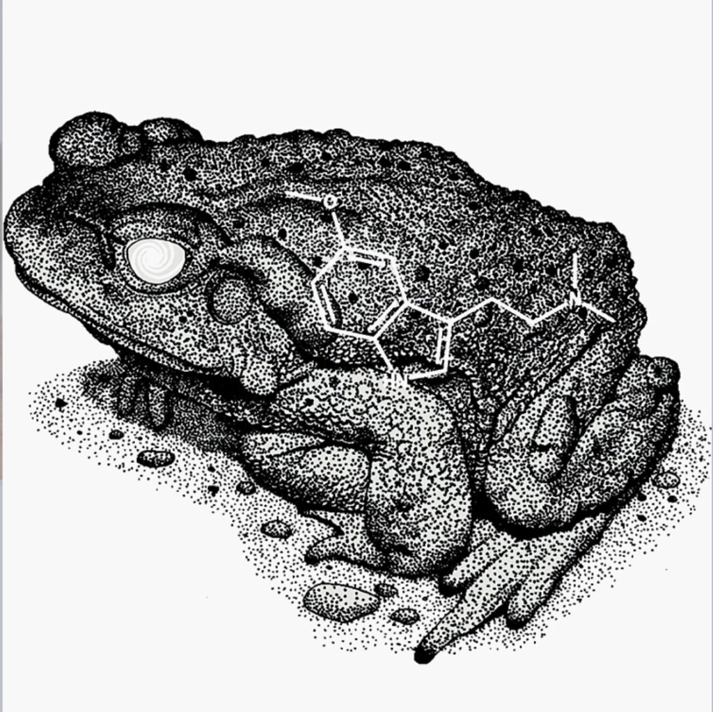 Bufo Alvarius toad art, symbolizing healing, plant medicine, and transpersonal empowerment through Kambo and integration coaching.